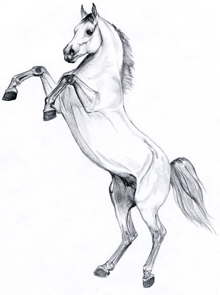 Лошадь на дыбах карандашом