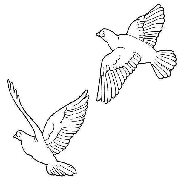 Голубь раскраска