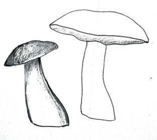 Подосиновик рисование в подготовительной