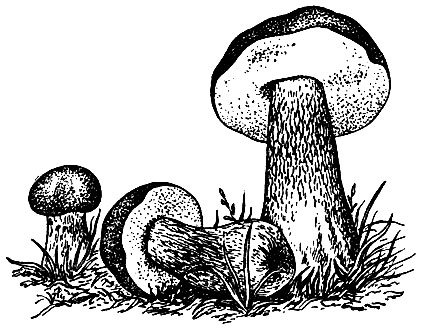 Эскизы съедобных грибов