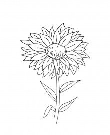 Пошаговый рисунок астры