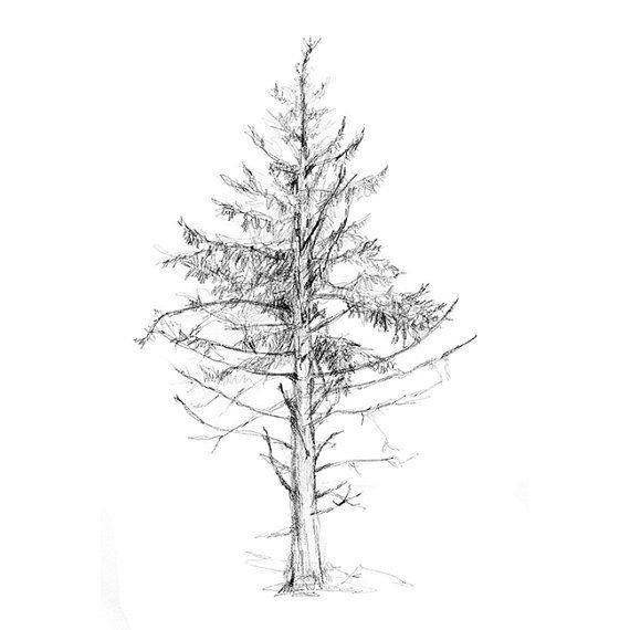 Дерево сосна карандашом