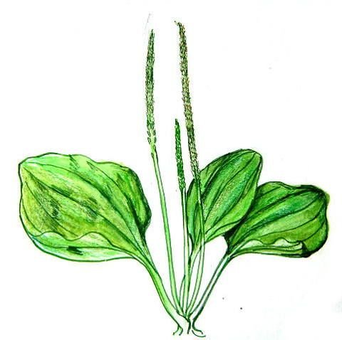 Стрелы подорожника