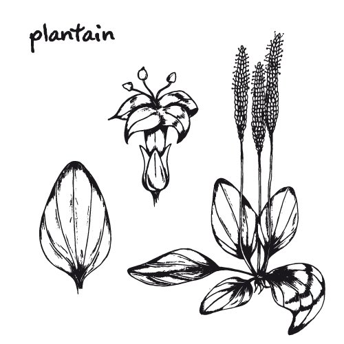 Ботаника карандашом