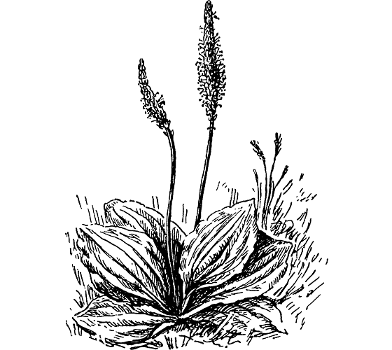 Подорожник рисунок карандашом (33 фото)