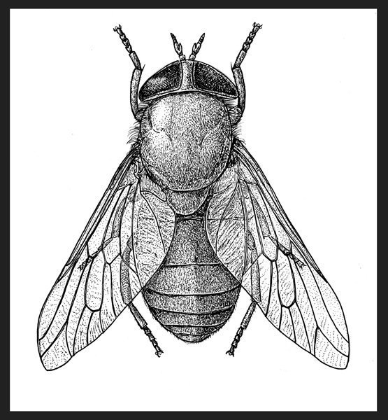 Муха для рисования