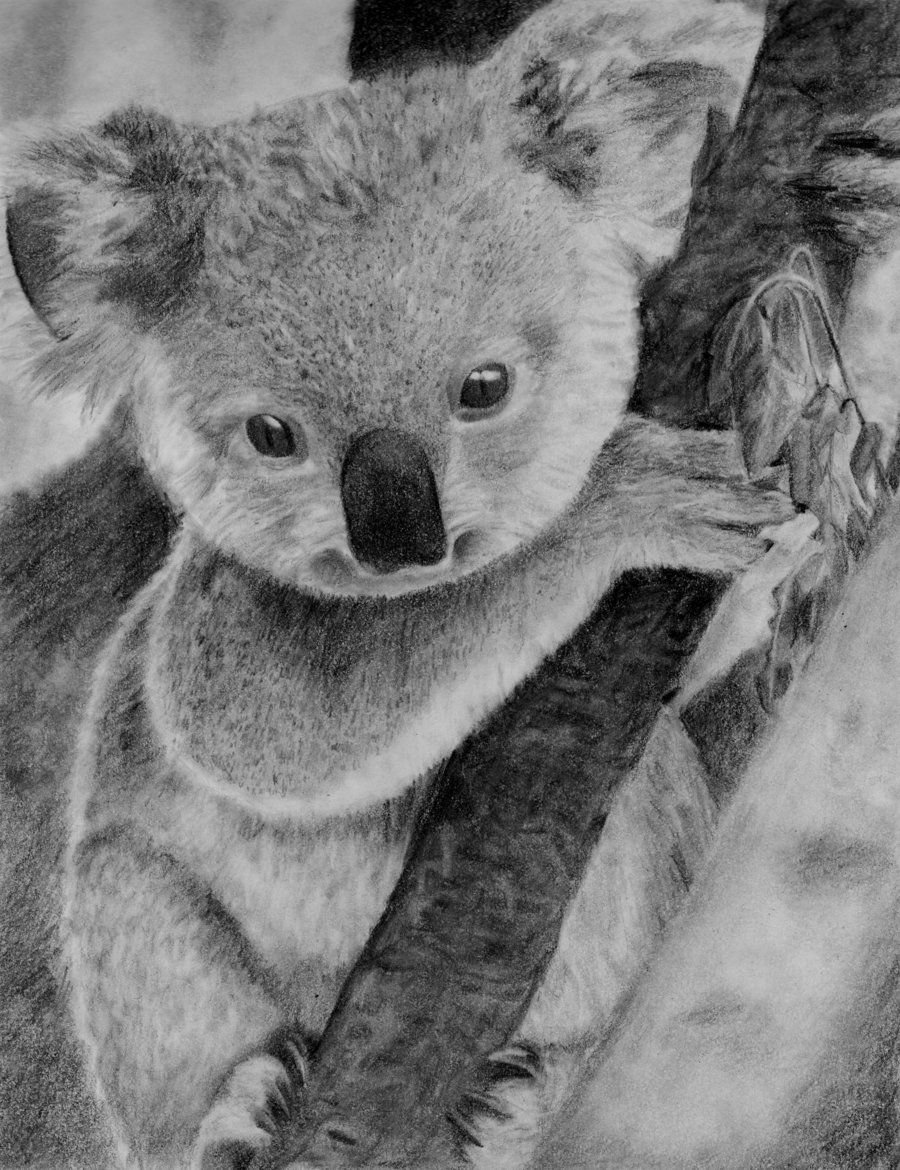 Кинг коала 1933