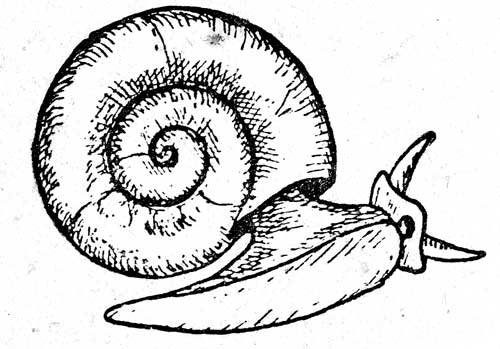 Улитка поэтапное рисование