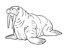 Морж раскраска