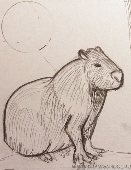 Энканто капибара