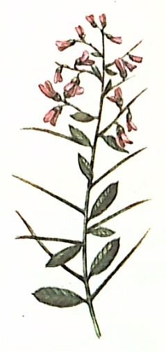 Alhagi Persarum Ботаническая иллюстрация