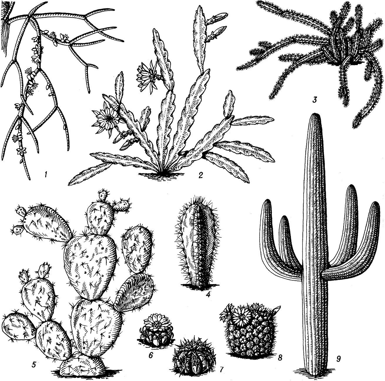 Растения пустыни