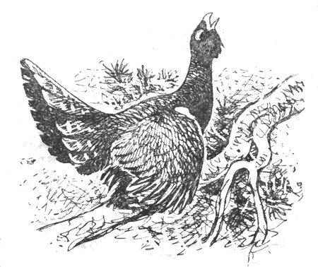 Линогравюра токующего глухаря