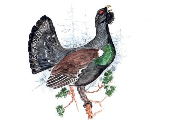 Глухарь рисунок