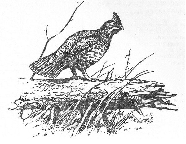 Птица тетерев рябчик для детей