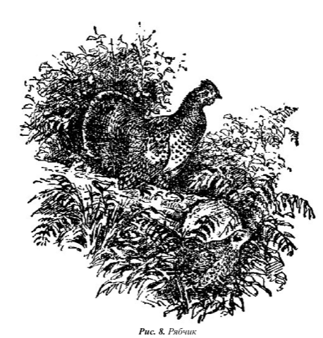 Тетерев живопись