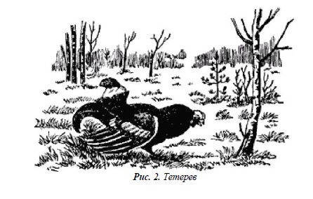 Тетерев сидит