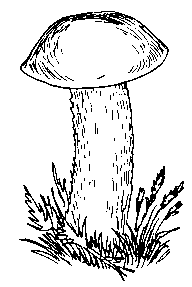 Подосиновик белый