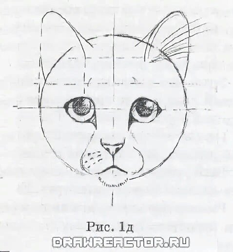 Кот Мейн кун