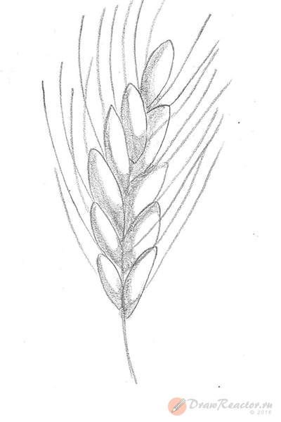 Пшеница эскиз