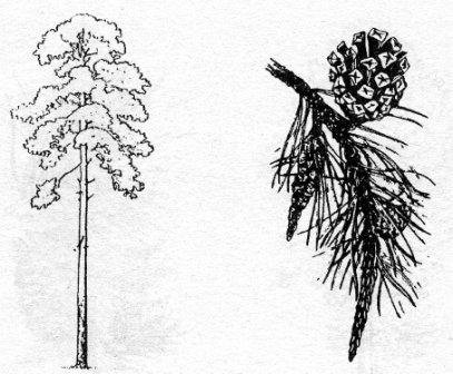 Карандашный набросок елки
