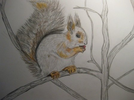 Белка на ветке раскраска