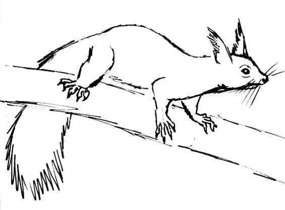 Белка на ветке рисунок карандашом (43 фото)