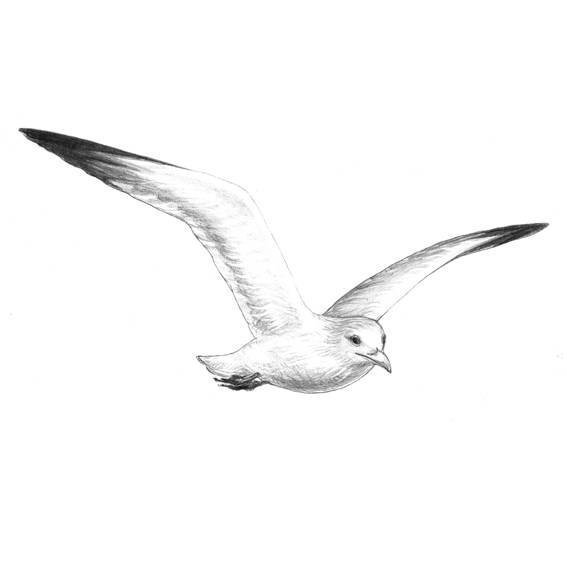 Чайки раскраска для детей