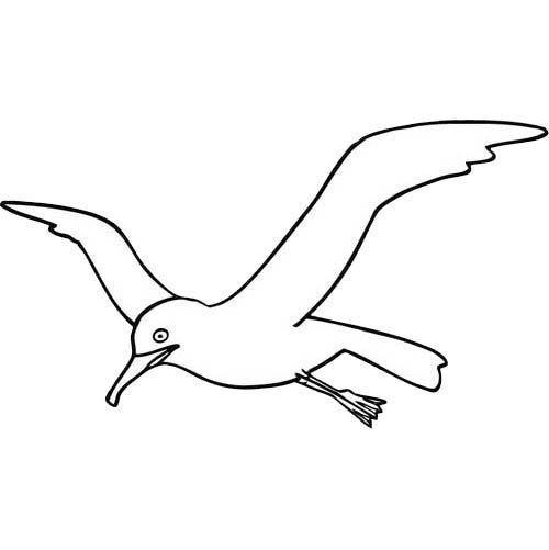 Белошапочный Альбатрос