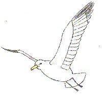 Альбатрос раскраска