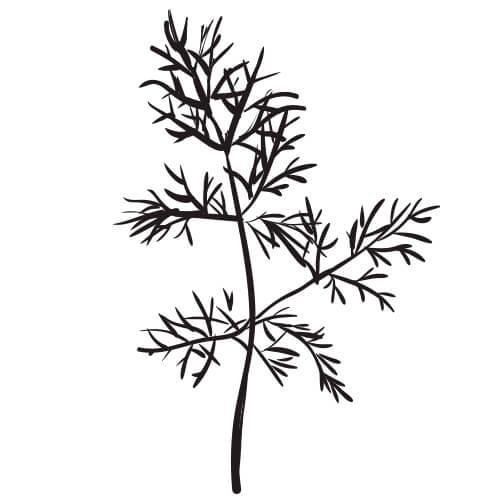 Укроп раскраска