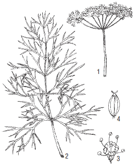Укроп раскраска