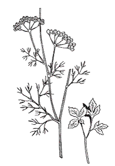 Укроп контур