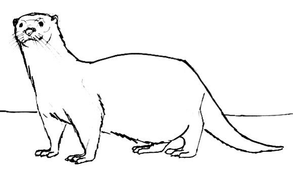 Кавказская выдра раскраска