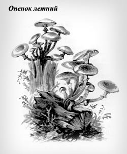 Опята на пне рисунок