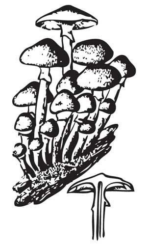 Опята грибы