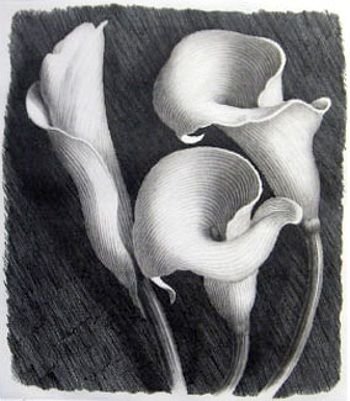 Зантедеския карандашом