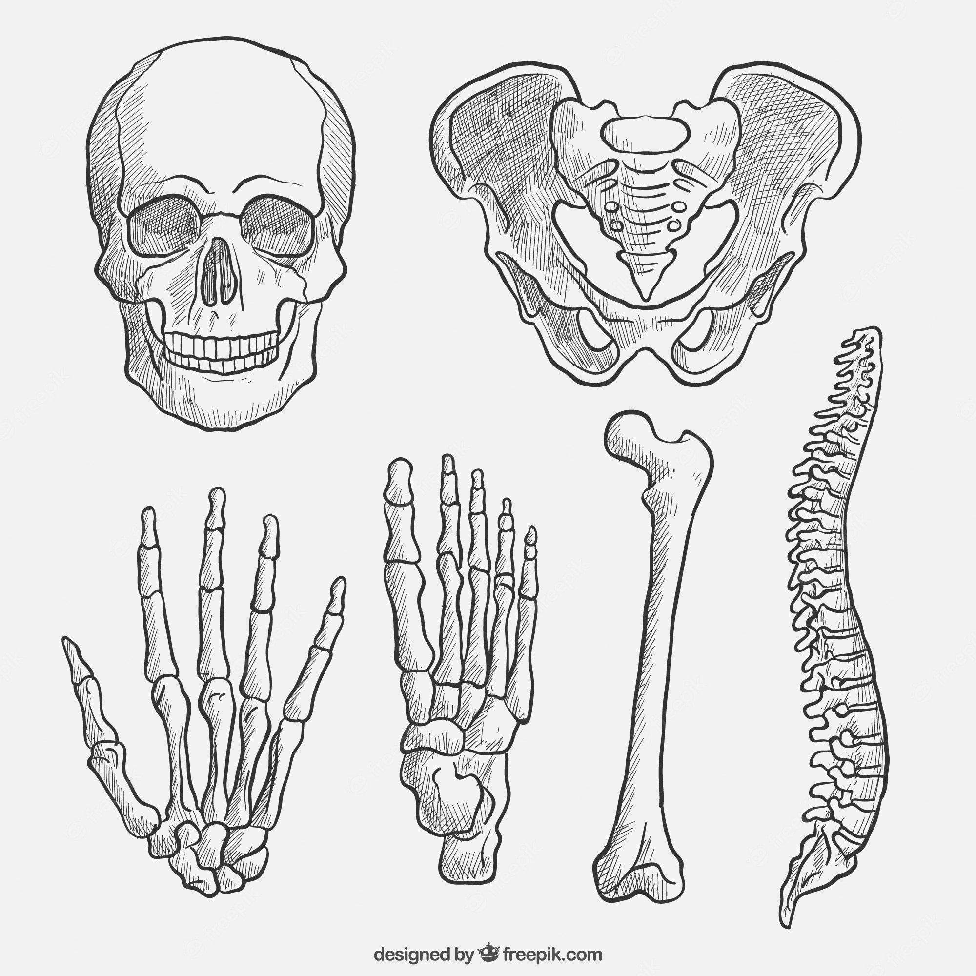 Рисование костей человека