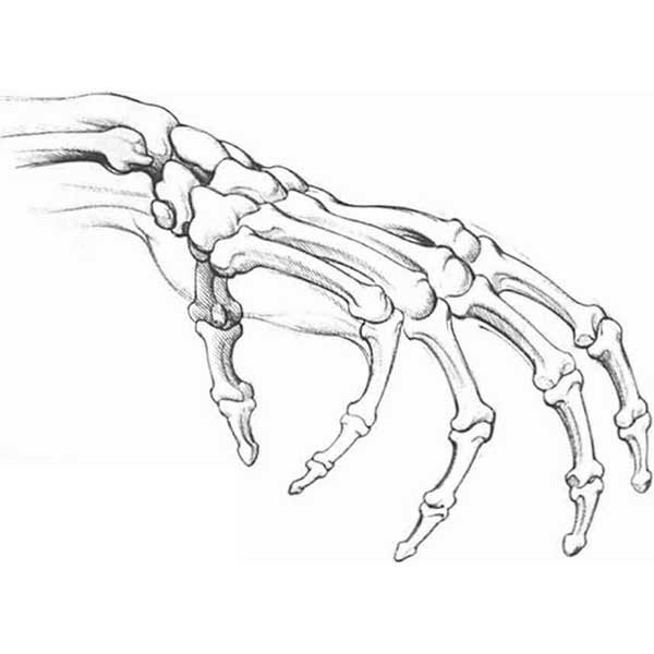 Рука скелета сбоку