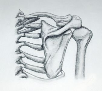 Ключицы карандашом