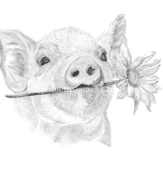 Раскраска хрюшка