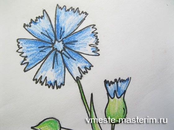 Рисунок василек карандашом (43 фото)