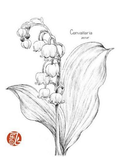 Ландыш Майский черно белый