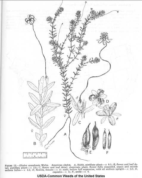 Элодея канадская ботаника