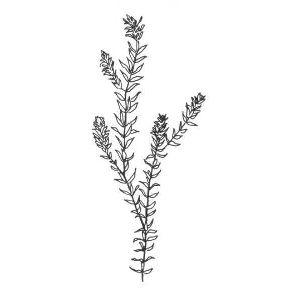 Элодея канадская рисунок