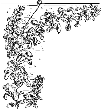 Элодея канадская строение