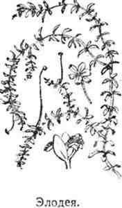 Элодея канадская рисунок