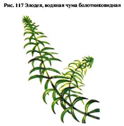 Элодея части