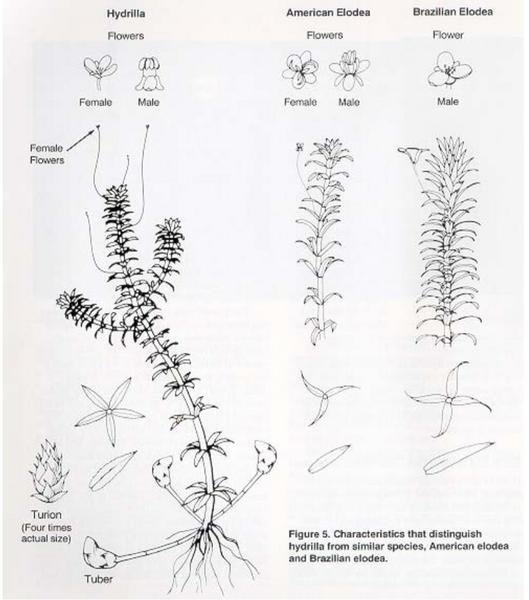 Элодея канадская рисунок
