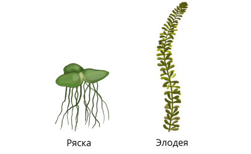 Элодея канадская ботаника